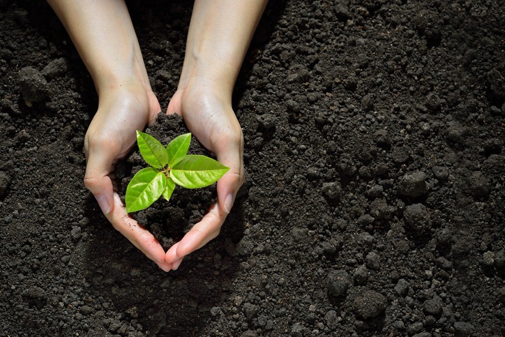 Hands holding and caring a green young plant