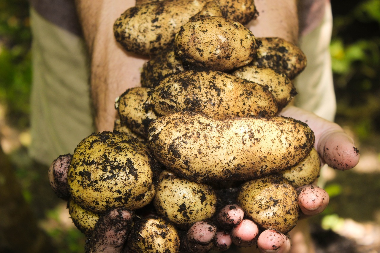 Potato
