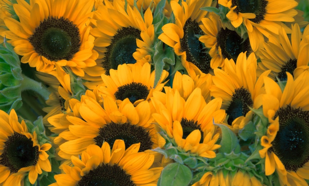 Flowers are Equipped with Purification Tools