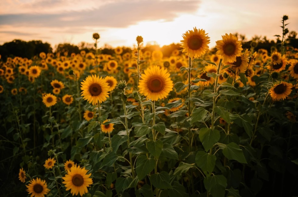 Flowers to Signify Happiness and Positivity