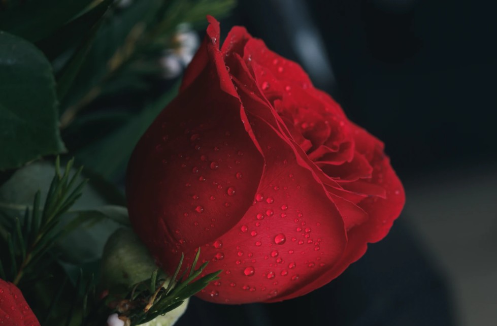 Flowers to Signify Romantic Love