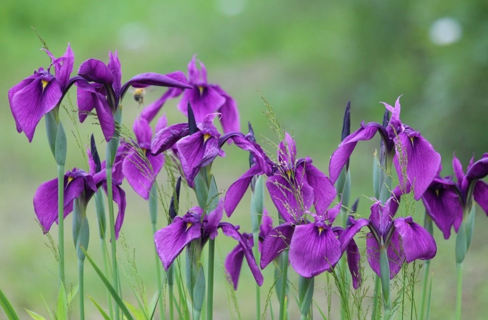 Irises