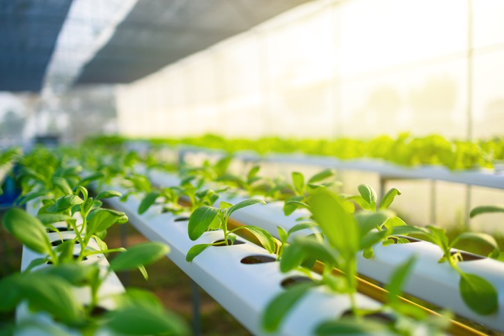Organic hydroponic vegetable garden at greenhouse and light of sunset
