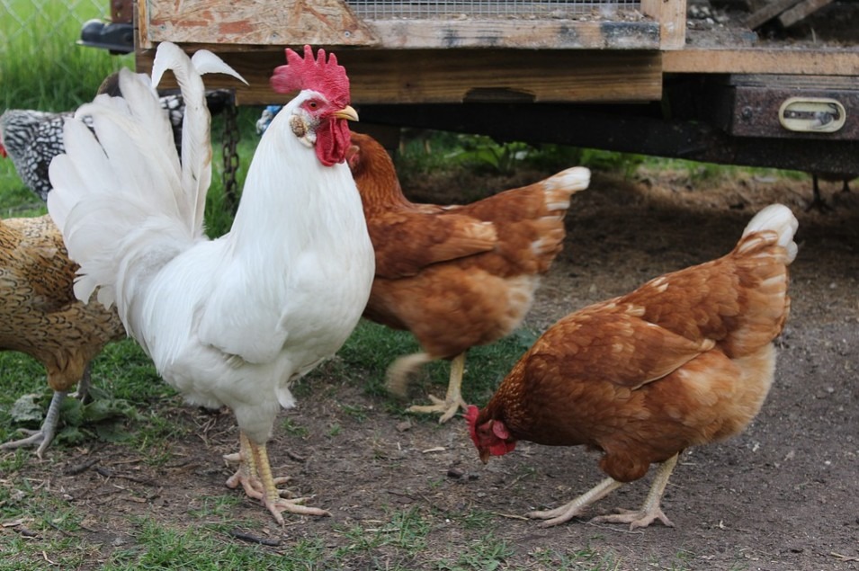 Are Elderberries Safe For Your Chicken?