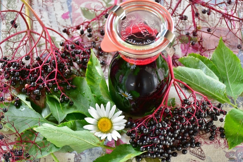 How Many Elderberries Can Chickens Consume