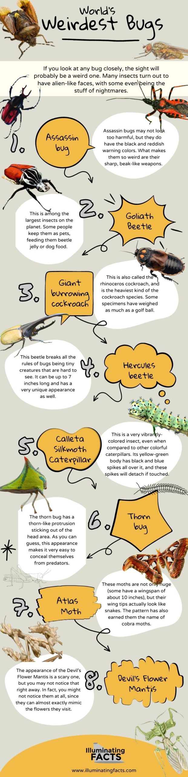 World’s Weirdest Bugs