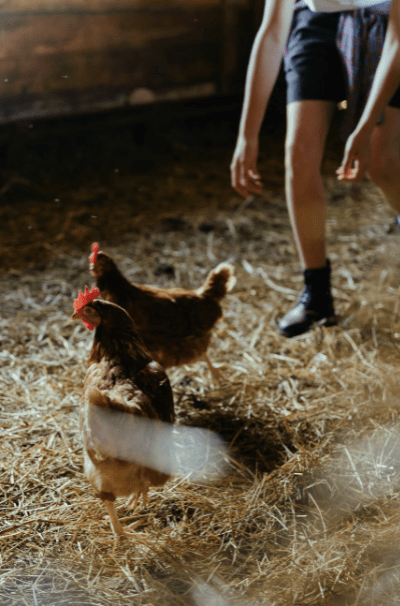 brown-chicken-on-brown-grass