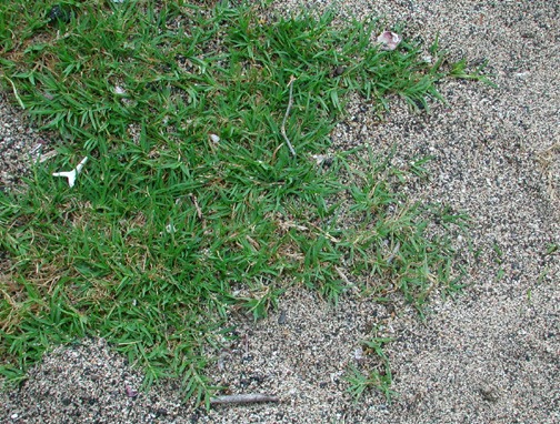 Bermuda grass