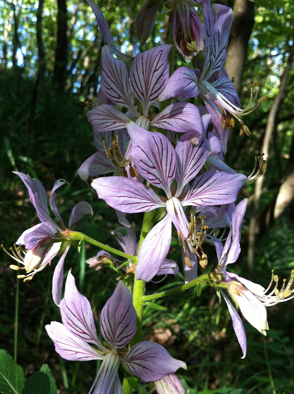 Dictamnus Albus