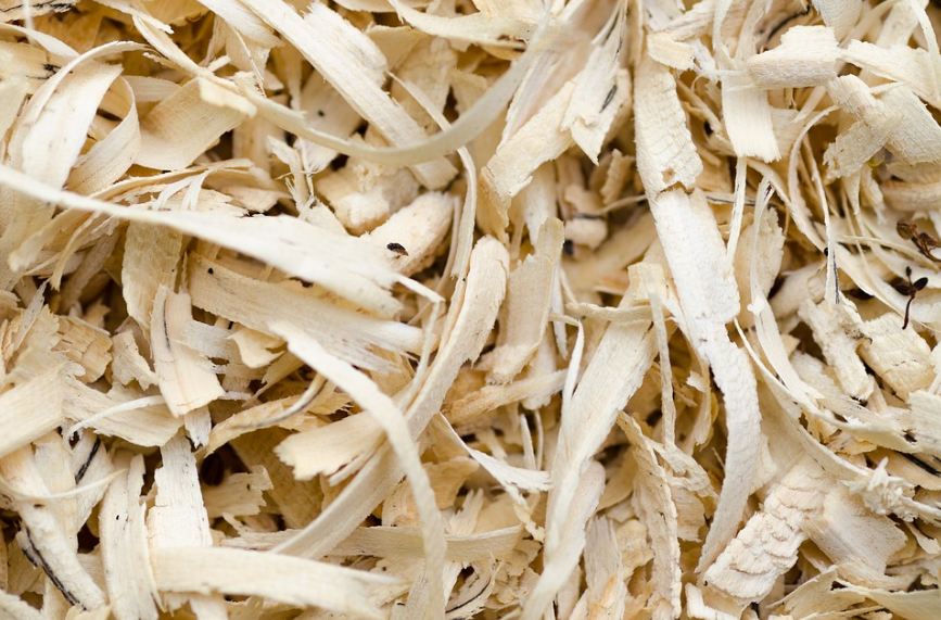 pine shavings
