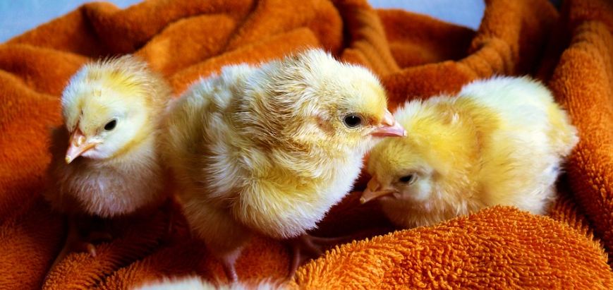 three chicks, orange blanket