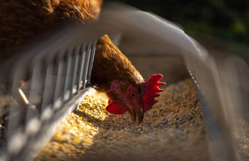 a chicken feeding, feeds, feeder