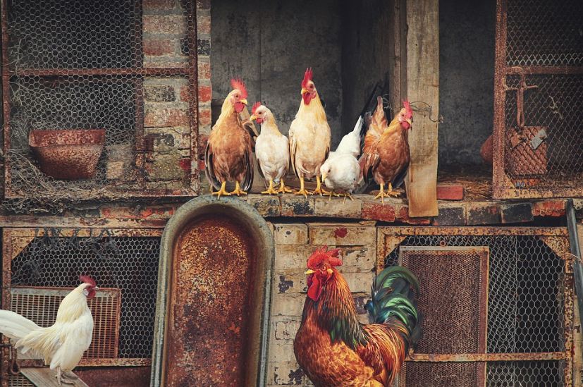 chickens, chicken coop, feeders