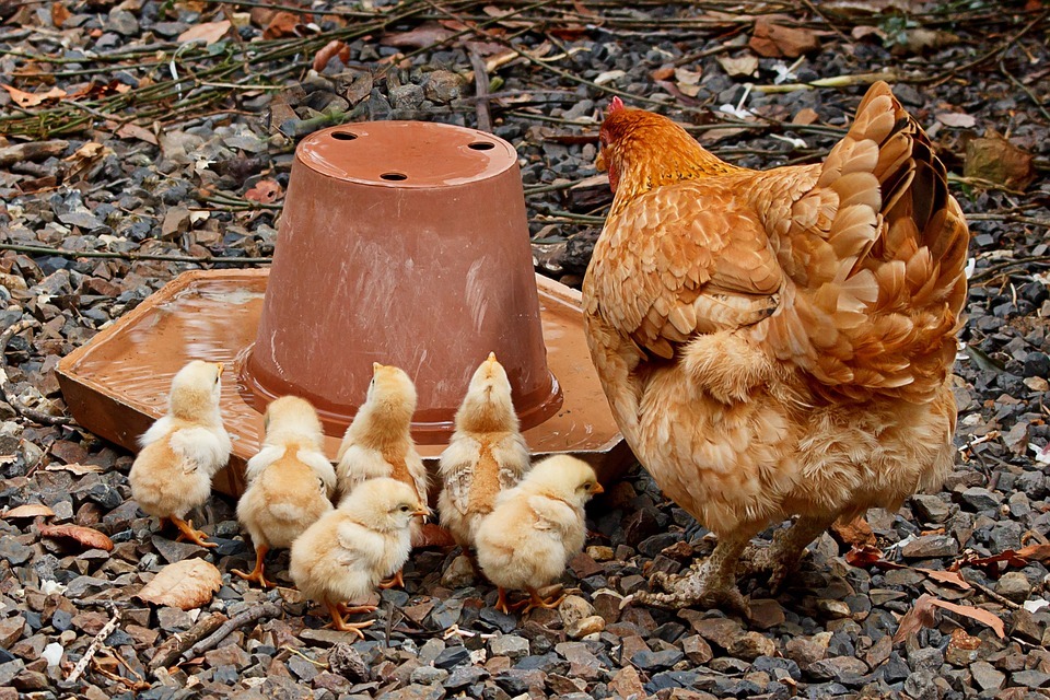 mother hen and chicks drinking water, water feeder, pebbles, leaves, twigs