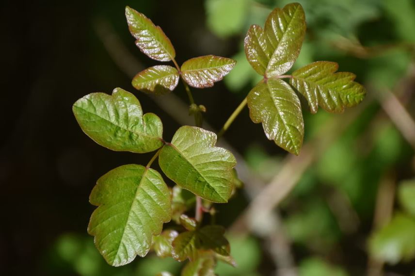 Kills Poison Ivy