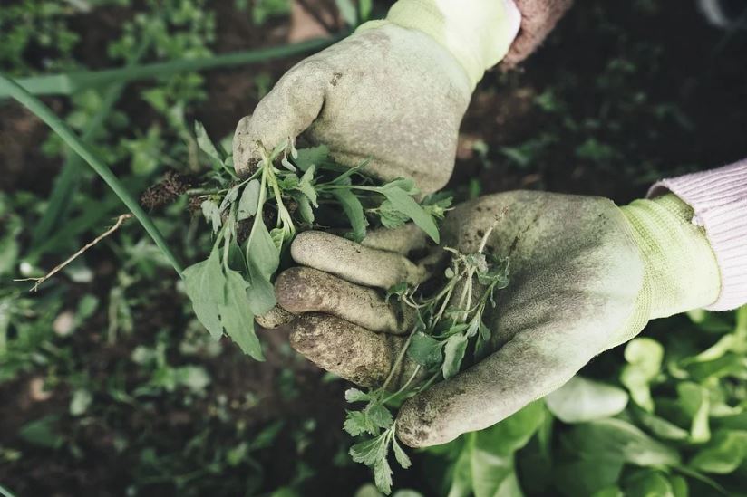 Kills Weeds