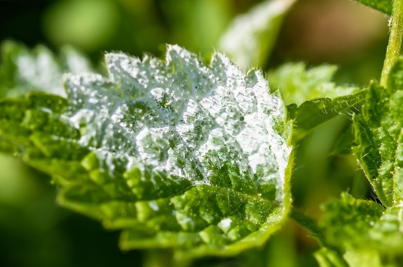 Remove Smelly Mildew from Your Garden Tools