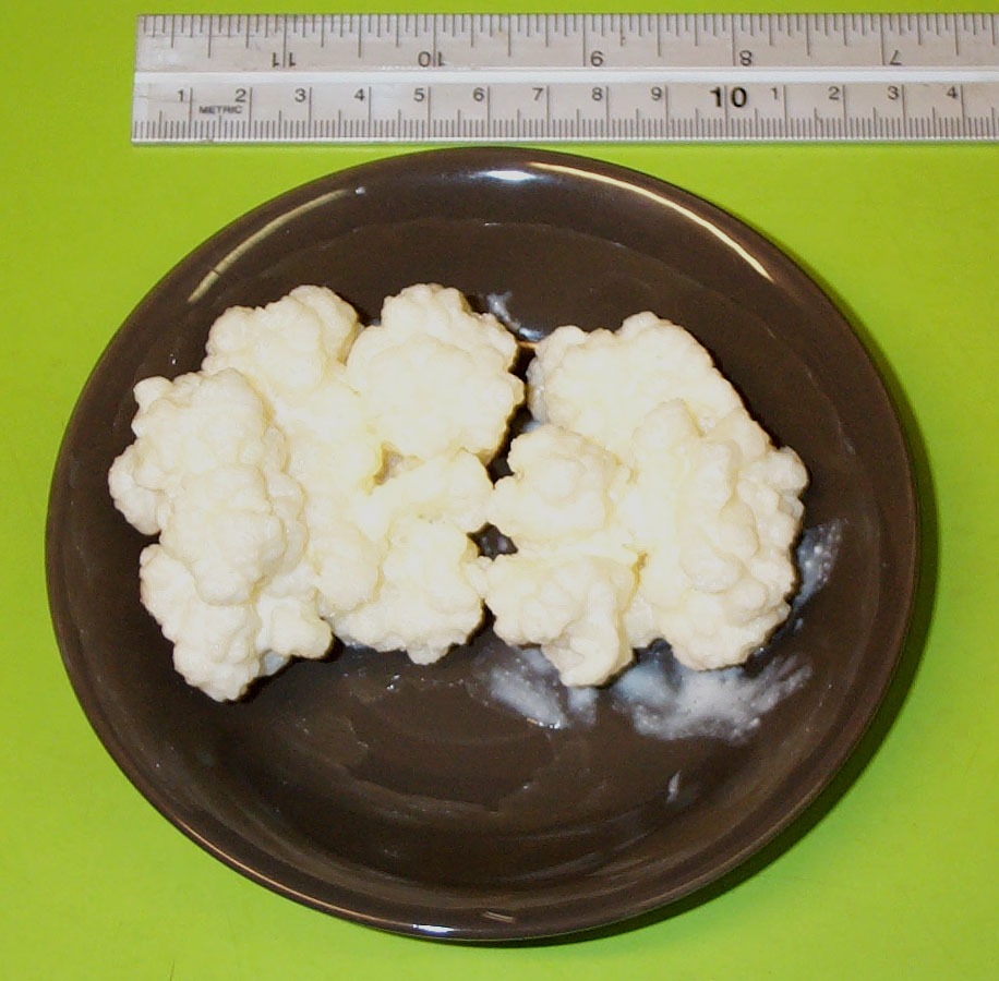 Maintaining and Growing Kefir Grains 101 