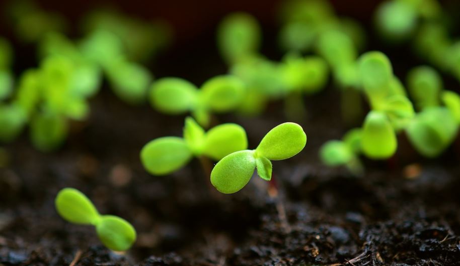 plant-little-plants-sow-grow