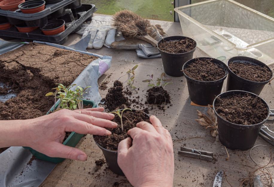 young-plants-tomatoes-cultivate
