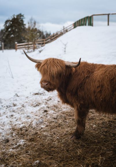 cow-with-horns
