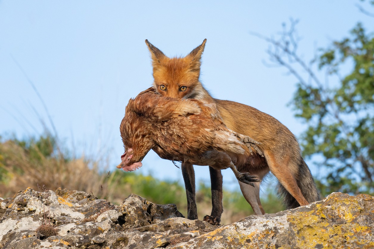 Not providing enough protection from predators and pests