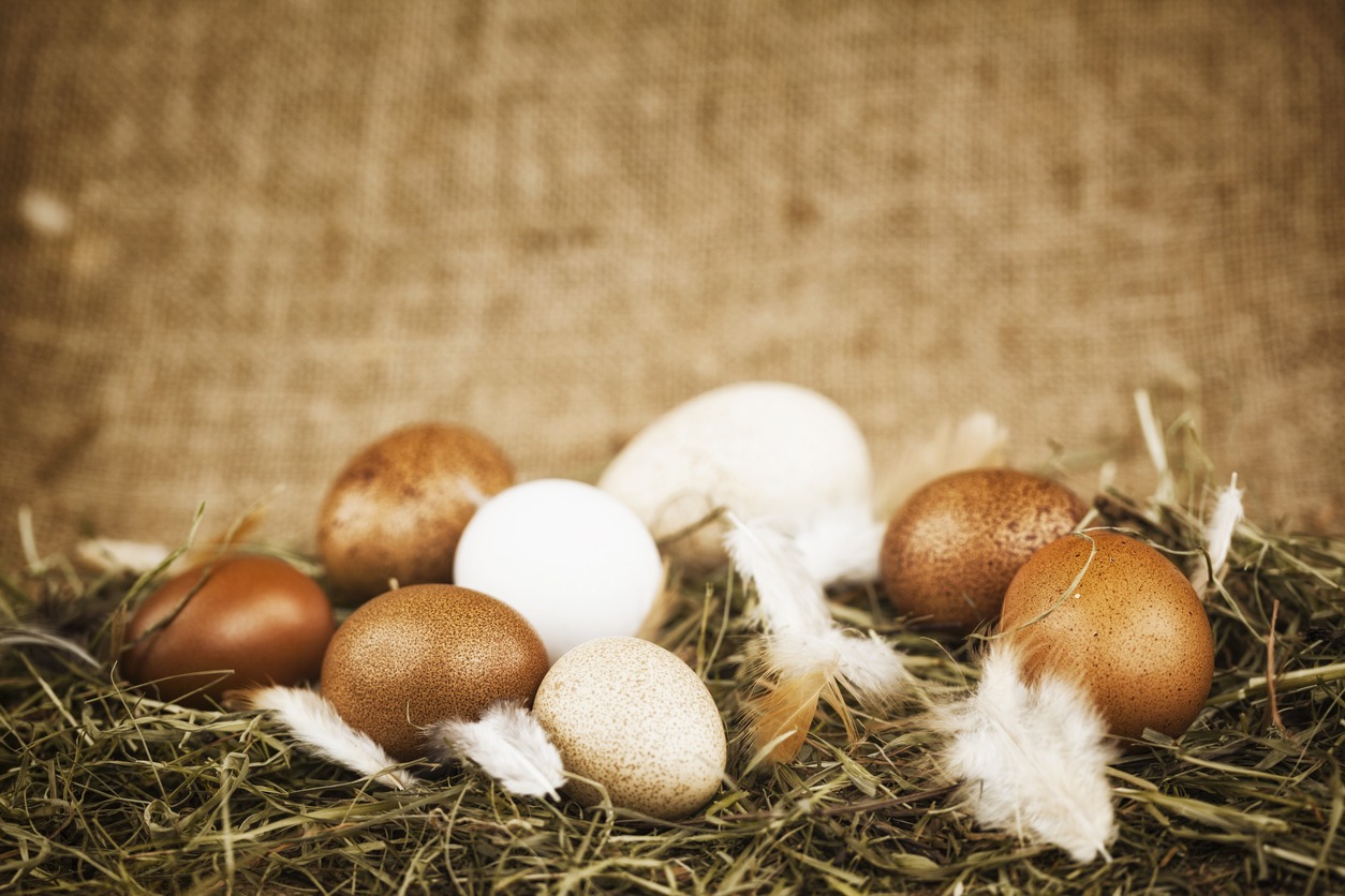 How Many Eggs Can a Chicken Lay in its Lifetime