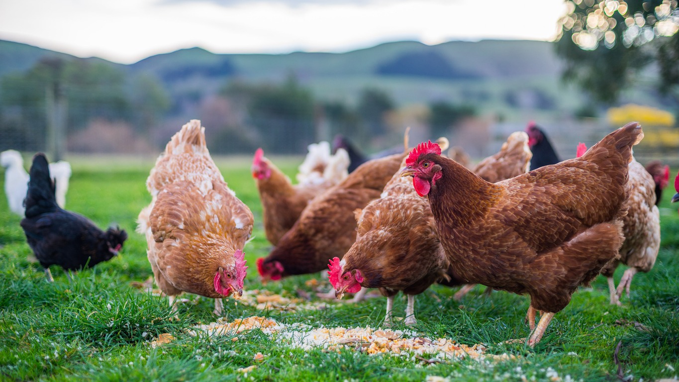 chickens-at-feeding-time