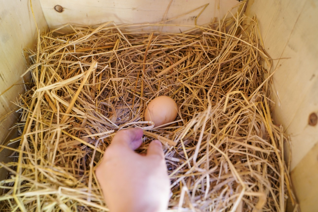 close-up-hand-picking-up-an-egg-in-the-chicken-coop-healthy-organic-eating-lifestyle