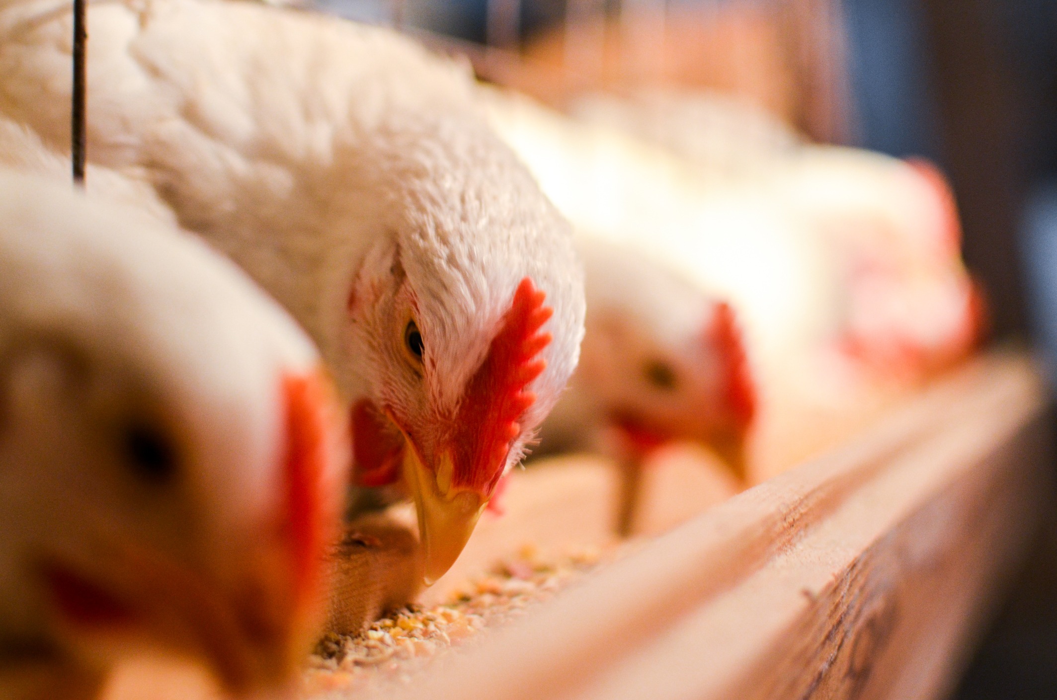 hens eating feed