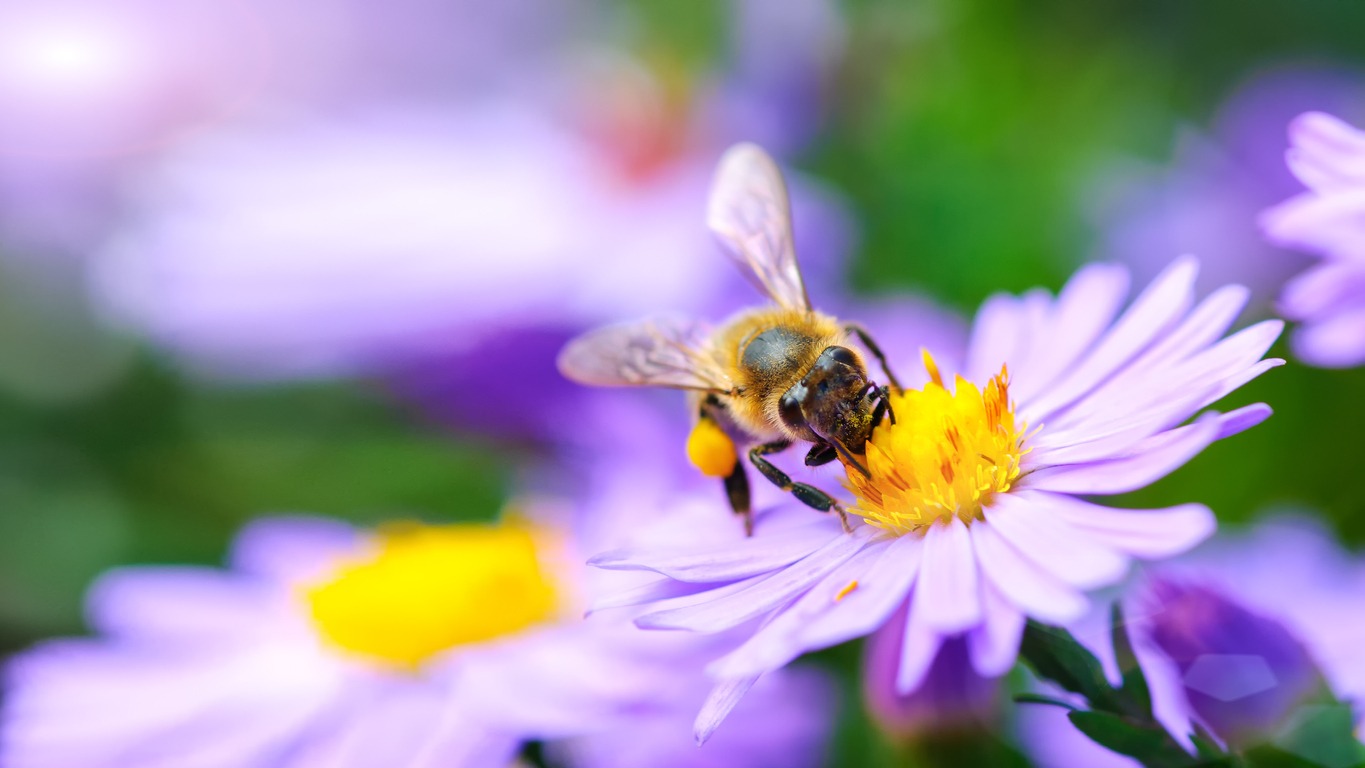 bee-on-the-flower