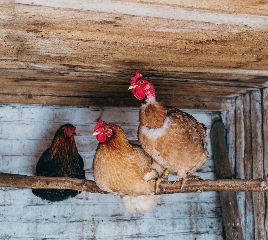 chickens-on-a-perch