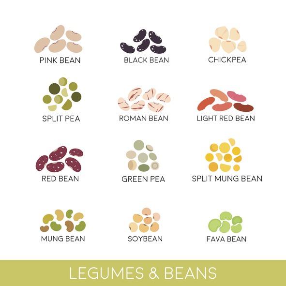 Beans and legumes Set. Vector illustration isolated on white