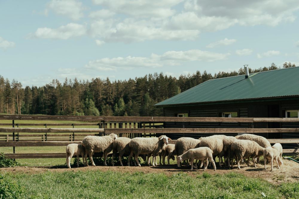 Sheep eating grass next to a house