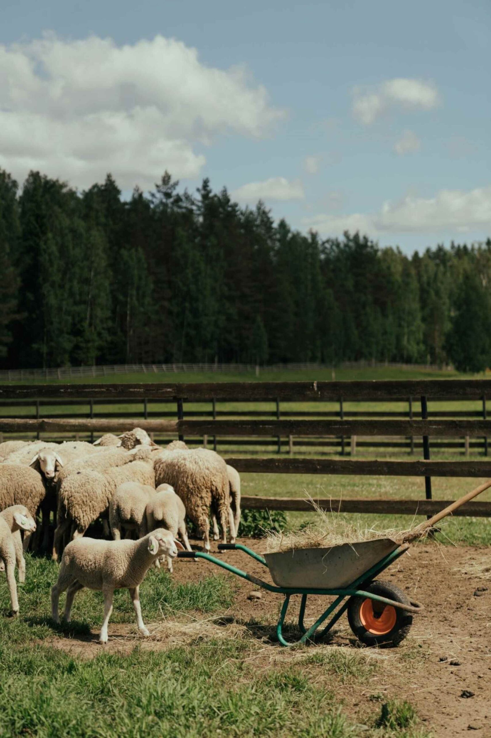 Sheep in front of a fence