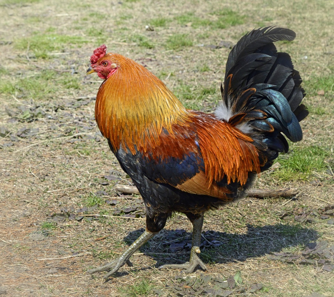 Rhode Island Red rooster