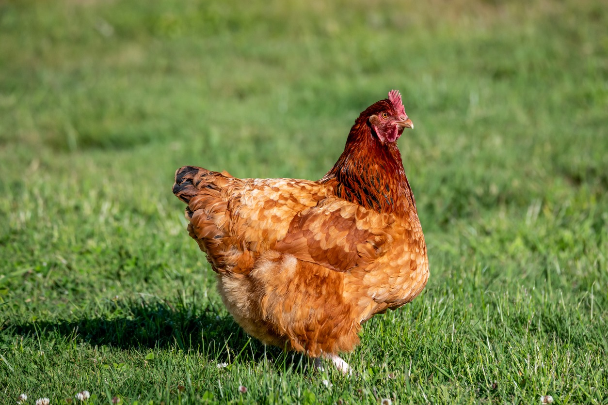 isa brown chicken
