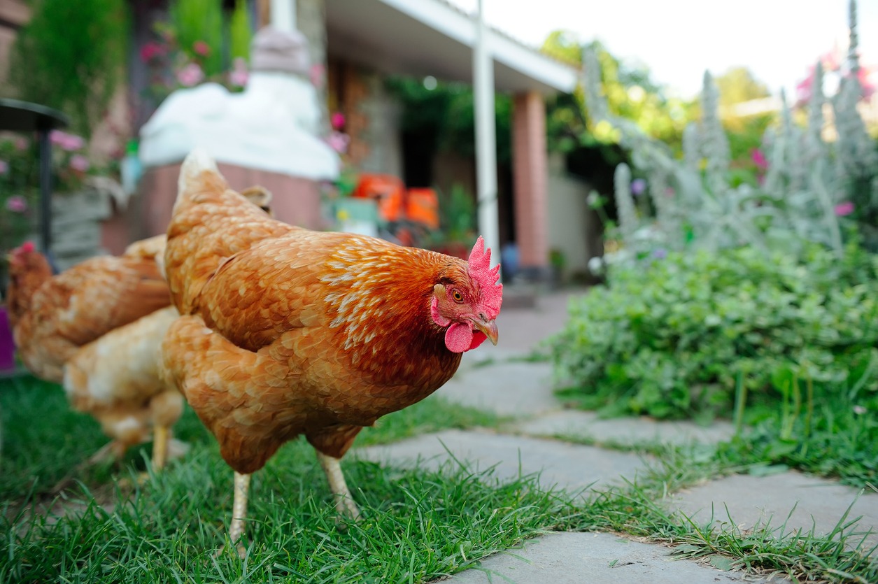 chickens walking in the yard