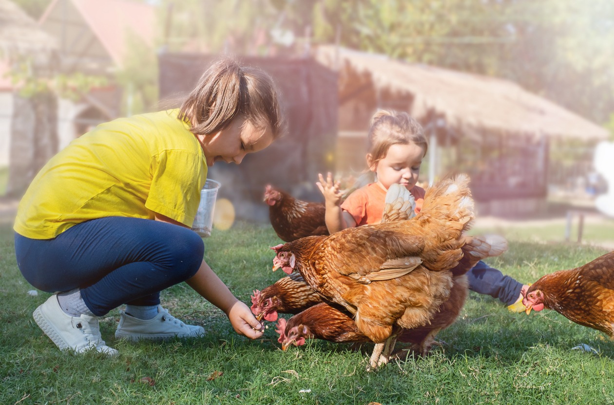 children feeding chicken