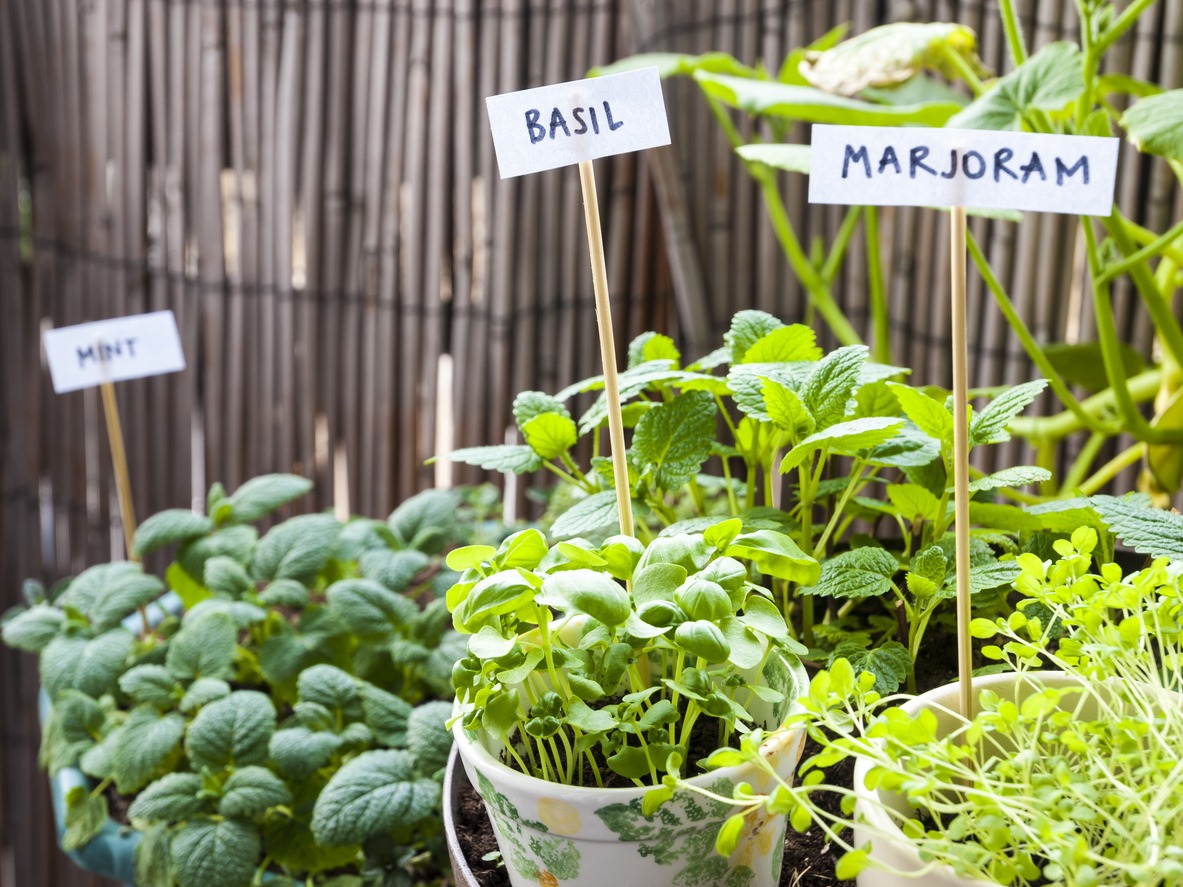 herb garden