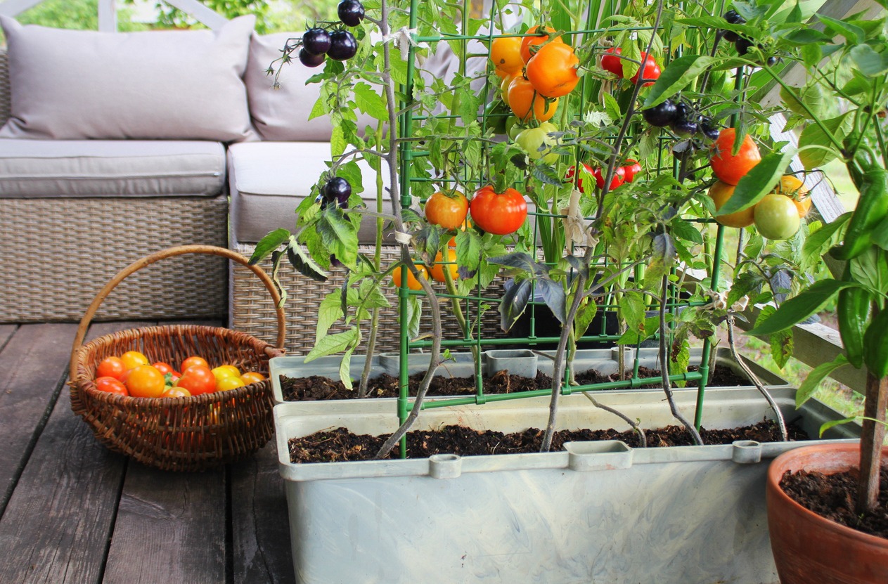 tomato plants grown on a terrace