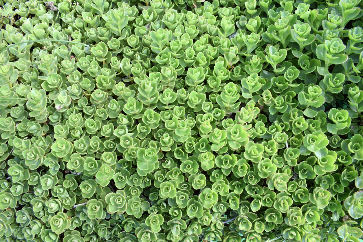 Beautiful stonecrop in the garden