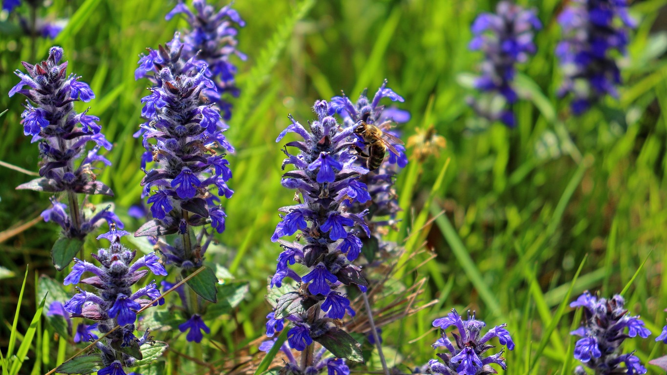 bugleweed