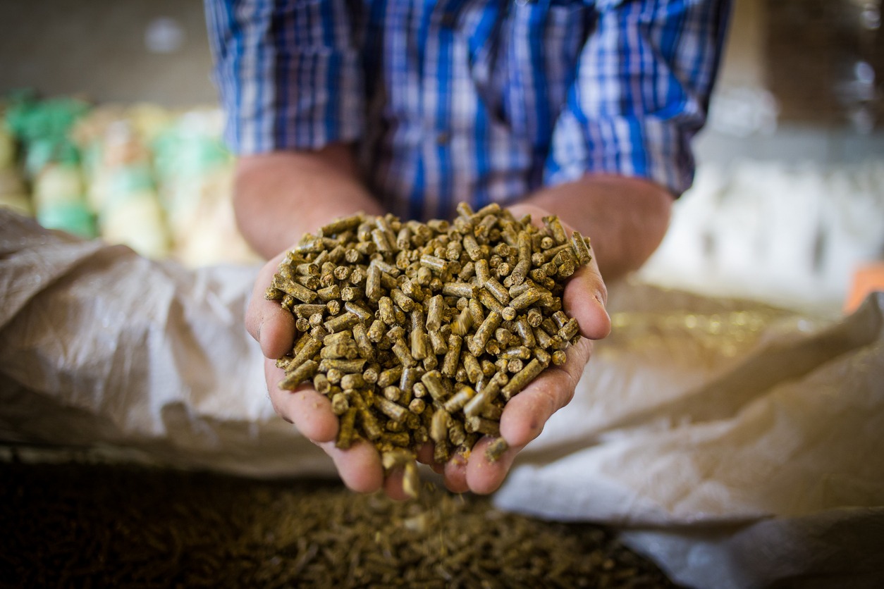 hands holding animal feed
