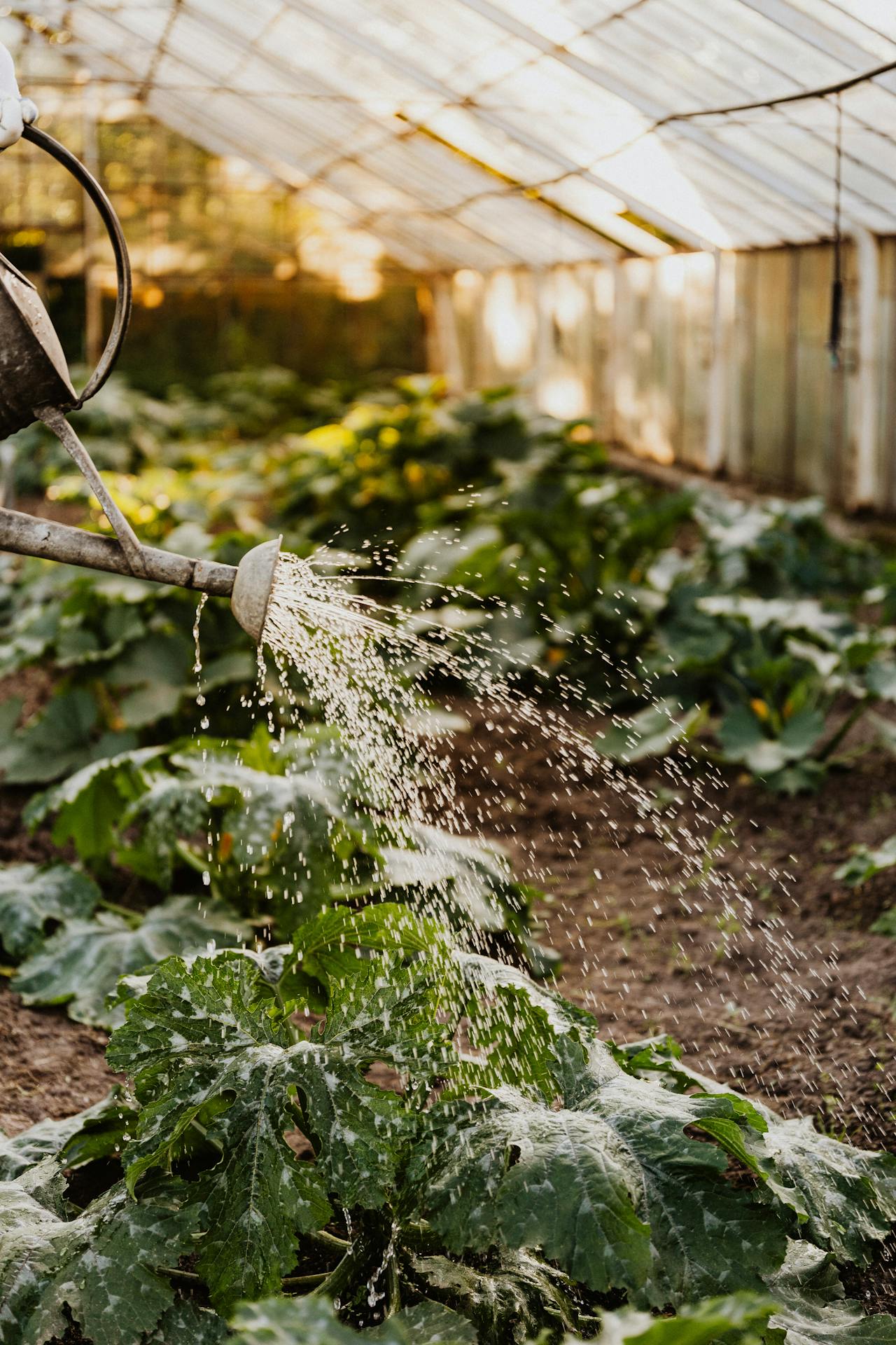 watering the plants at the greenhouse