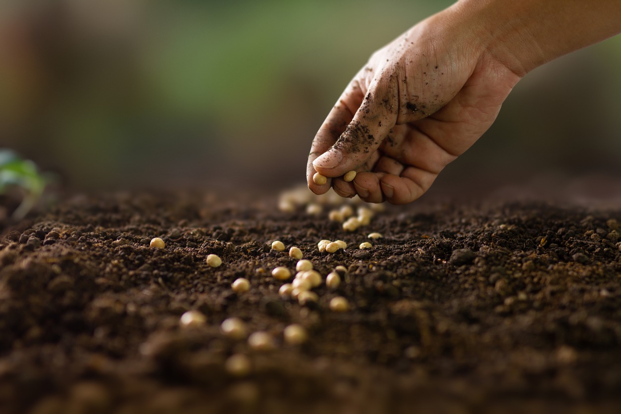 a farmer sowing seeds in the garden