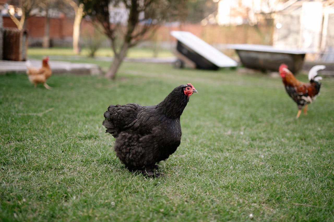chickens walking on grass