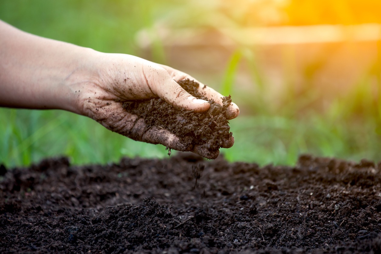 hand of a farmer assessing the soil