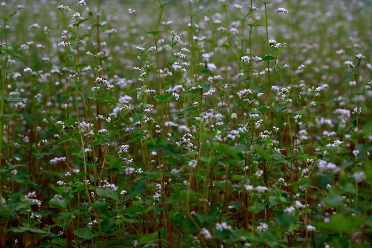 a field of flowering buckwheat plants