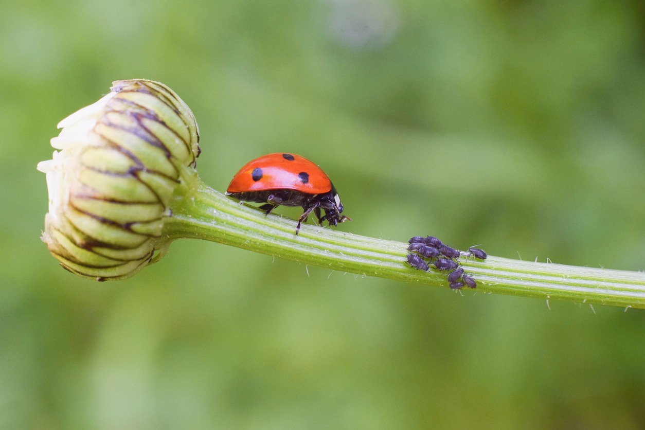 a ladybug about to prey on plant louse